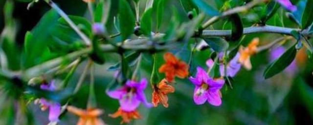 枸杞什么时候开花附枸杞的泌蜜条件(图1)