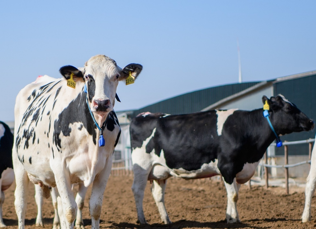 2025世界乳业峰会：蒙牛全球液态奶首座“灯塔工厂”受热议树立全球数智化转型标杆(图2)