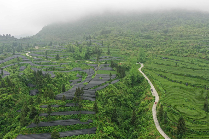 贵州电网公司为“梵净抹茶”香飘世界保驾护航(图1)